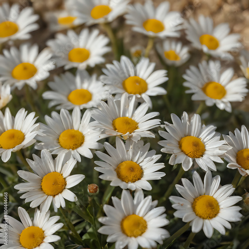 a many white and yellow flowers in a field