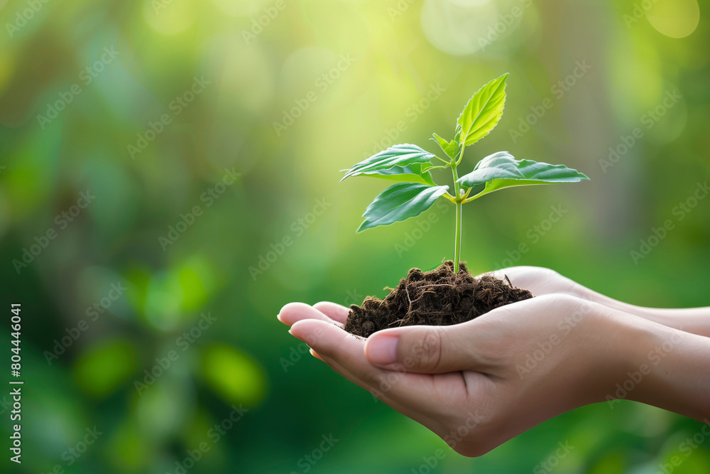 Hands gently holding a young plant with soil on a green background Hands gently holding a young plant with soil on a green background