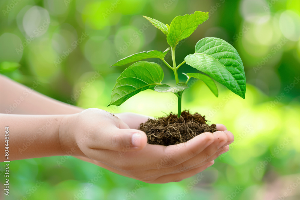Hands gently holding a young plant with soil on a green background Hands gently holding a young plant with soil on a green background