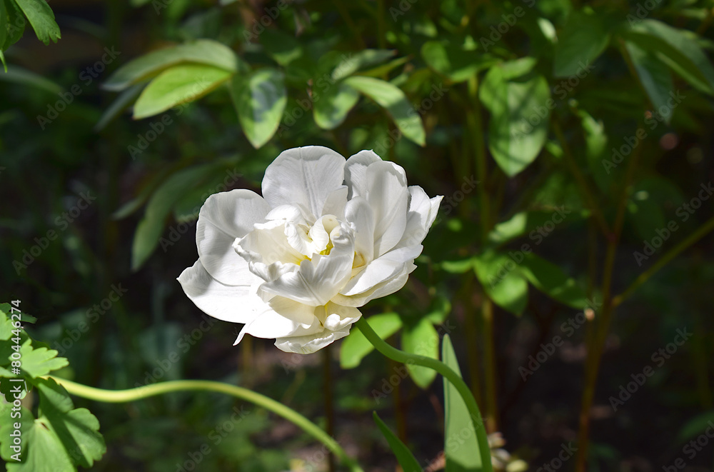 White double tulip flower close up. White double tulip flower close up.