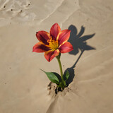 a single flower that is growing out of the sand