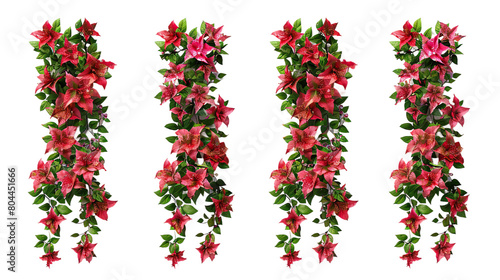 Rangoon Creeper Flowers Blooming in Tropical Garden - Beautiful Nature Illustration, Top View PNG Digital Art 3D Rendering