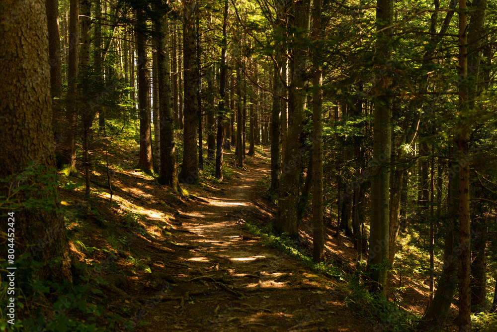Path through the forest Path through the forest