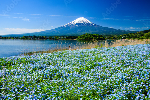 大石公園から富士山とネモフィラ