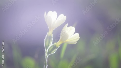Nature. Close up of a beautiful flower. Sunny day. Outdoor adventures. 