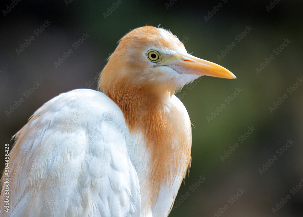 Cattle Egret (Bubulcus ibis) - Wader of Warm Regions Cattle Egret (Bubulcus ibis) - Wader of Warm Regions