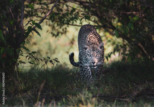 Leopard schleicht durchs Dickicht in der afrikanischen Wildnis