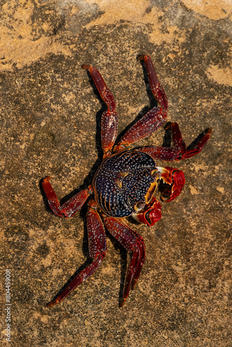  Sally Lightfoot crab (Grapsus grapsus) on the cliffs of Punta Colorada, San Jose Island, Baja California Sur, Mexico. photo