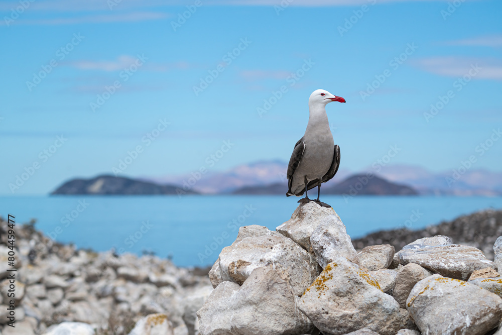 A Heermann's gull (Larus heermanni) standing in Baja California Sur, Mexico. A Heermann's gull (Larus heermanni) standing in Baja California Sur, Mexico.