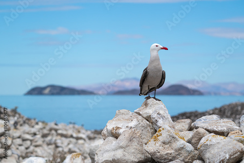 A Heermann's gull (Larus heermanni) standing in Baja California Sur, Mexico. photo