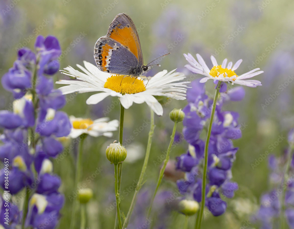 Obraz premium Beautiful wild flowers chamomile, purple wild peas, butterfly in morning haze in nature