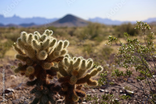 cholla cactus backlit in the morning sun photo