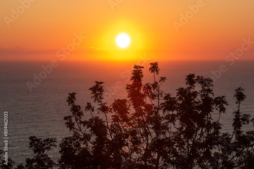 Bush with sun and sea during sunset in Alanya