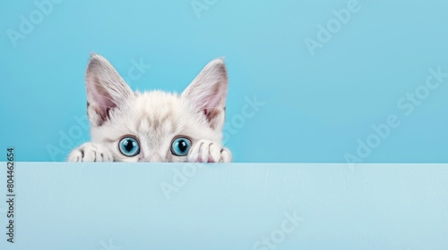 Cute baby cat peeping with plain background
