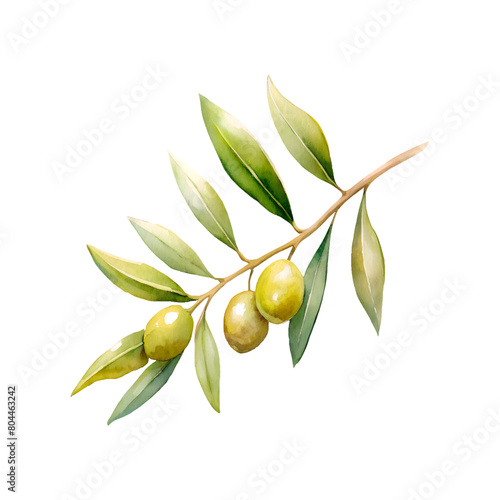 Olives branch watercolor, isolated on white background.