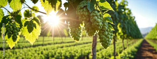 Hop branch against the background of hop plantations. Hops on a farm background, hops at sunset, panoramic view banner.