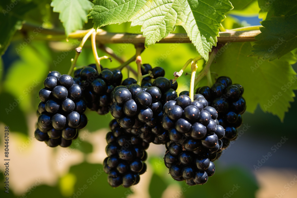 A cluster of ripe blackberries hanging from the vine in a sunlit garden, isolated on solid white background.