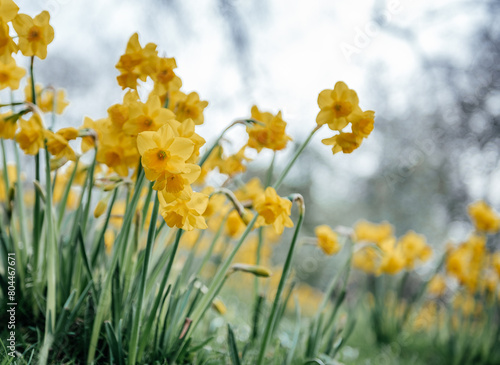 Vibrant Yellow Daffodils on Spring Day © Marinesea
