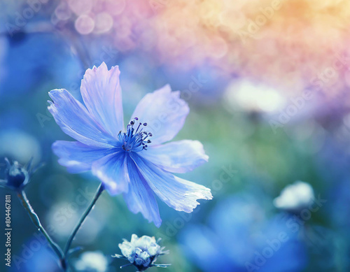 Blue beautiful flower on a beautiful toned blurred background, border. Delicate floral background