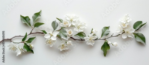 Branch With White Flowers and Green Leaves