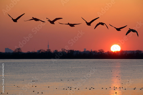 Graugänse fliegen über den See bei Sonnenuntergang photo