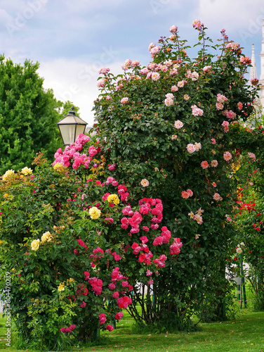 Varietal elite roses bloom in Rosengarten Volksgarten in Vienna. Multicolor rose flowers