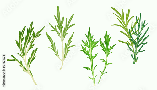 hand drawn mizuna lettuce