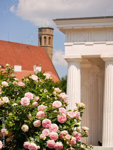 Varietal elite roses bloom in Rosengarten Volksgarten in Vienna. Pink Floribunda rose flowers in the park at the background of Theseustempel columns