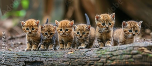 Group of Kittens Walking on Log