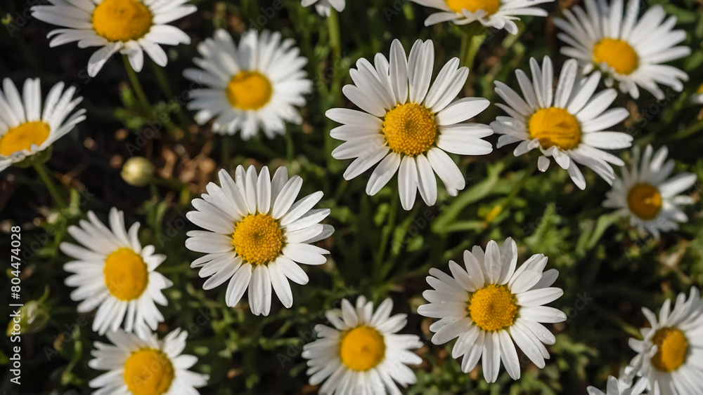 Leucanthemum vulgare, the ox-eye daisy, or oxeye daisy is widely cultivated and available as a perennial flowering ornamental plant for gardens and designed meadow landscapes
Leucanthemum vulgare, the ox-eye daisy, or oxeye daisy is widely cultivated and available as a perennial flowering ornamental plant for gardens and designed meadow landscapes