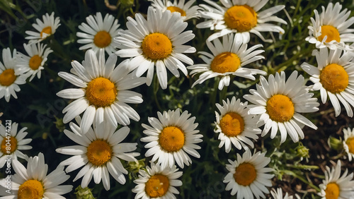 Leucanthemum vulgare  the ox-eye daisy  or oxeye daisy is widely cultivated and available as a perennial flowering ornamental plant for gardens and designed meadow landscapes 