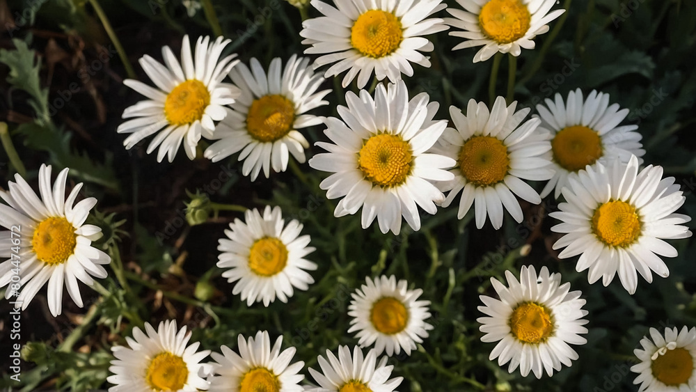 Leucanthemum vulgare, the ox-eye daisy, or oxeye daisy is widely cultivated and available as a perennial flowering ornamental plant for gardens and designed meadow landscapes
