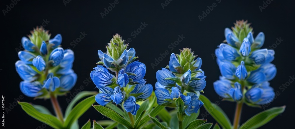 Group of Blue Flowers With Green Leaves Group of Blue Flowers With Green Leaves