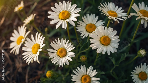 Leucanthemum vulgare  the ox-eye daisy  or oxeye daisy is widely cultivated and available as a perennial flowering ornamental plant for gardens and designed meadow landscapes 