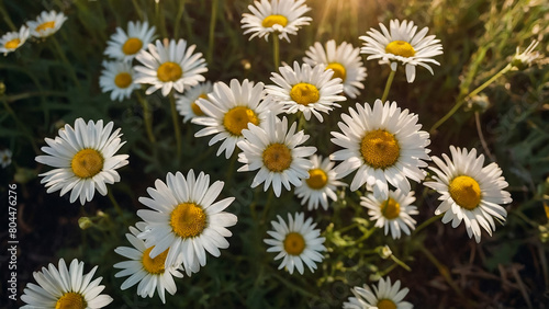 Leucanthemum vulgare  the ox-eye daisy  or oxeye daisy is widely cultivated and available as a perennial flowering ornamental plant for gardens and designed meadow landscapes 