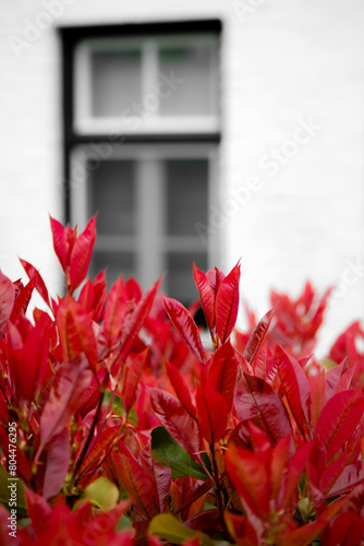 Red shrubbery in front of a white house