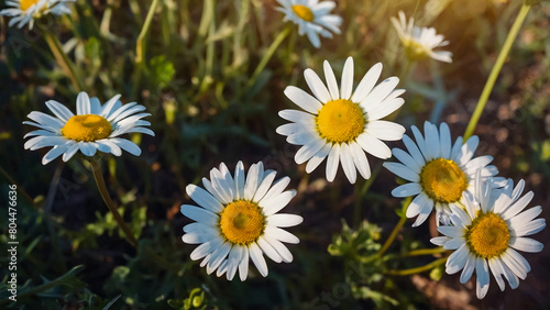 Leucanthemum vulgare  the ox-eye daisy  or oxeye daisy is widely cultivated and available as a perennial flowering ornamental plant for gardens and designed meadow landscapes 