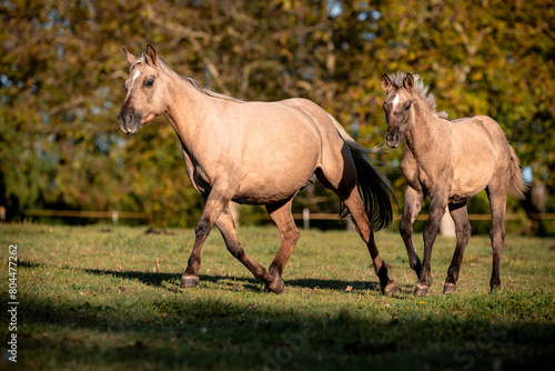 Quarter Horse Herde © ScullyPictures