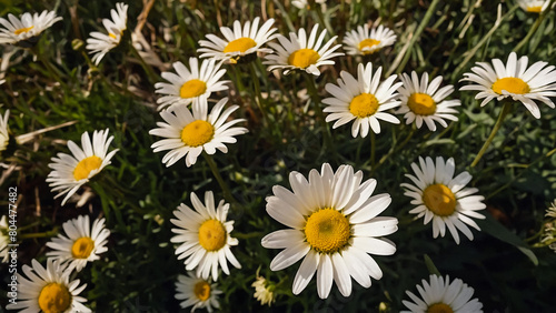 Leucanthemum vulgare  the ox-eye daisy  or oxeye daisy is widely cultivated and available as a perennial flowering ornamental plant for gardens and designed meadow landscapes 