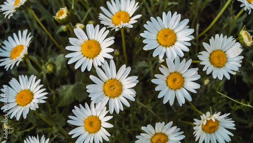 Leucanthemum vulgare  the ox-eye daisy  or oxeye daisy is widely cultivated and available as a perennial flowering ornamental plant for gardens and designed meadow landscapes 