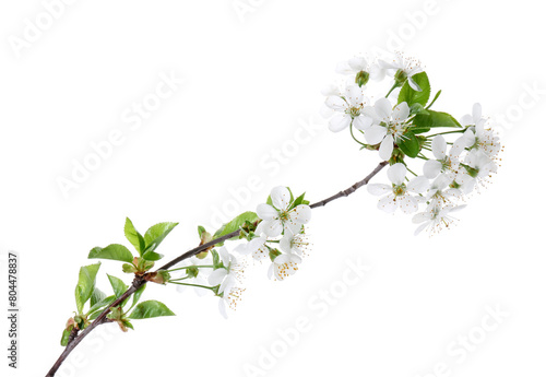 Spring branch with beautiful blossoms and leaves isolated on white