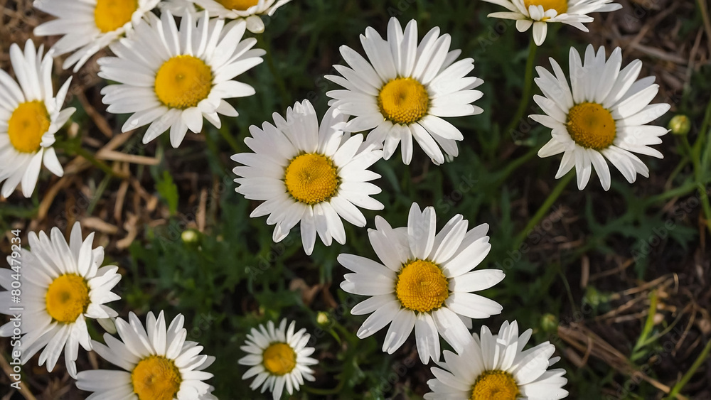 Leucanthemum vulgare, the ox-eye daisy, or oxeye daisy is widely cultivated and available as a perennial flowering ornamental plant for gardens and designed meadow landscapes
Leucanthemum vulgare, the ox-eye daisy, or oxeye daisy is widely cultivated and available as a perennial flowering ornamental plant for gardens and designed meadow landscapes