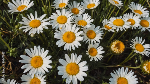 Leucanthemum vulgare  the ox-eye daisy  or oxeye daisy is widely cultivated and available as a perennial flowering ornamental plant for gardens and designed meadow landscapes 