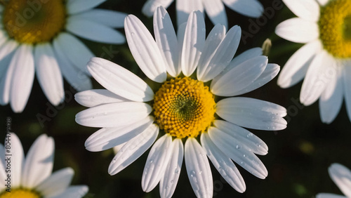 Leucanthemum vulgare  the ox-eye daisy  or oxeye daisy is widely cultivated and available as a perennial flowering ornamental plant for gardens and designed meadow landscapes 