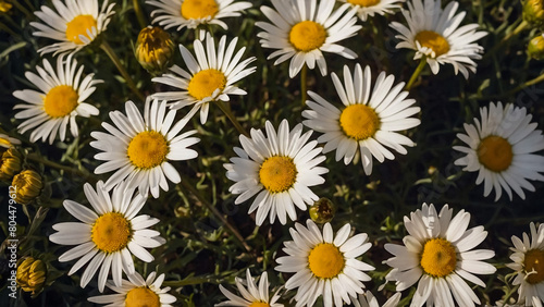 Leucanthemum vulgare, the ox-eye daisy, or oxeye daisy is widely cultivated and available as a perennial flowering ornamental plant for gardens and designed meadow landscapes 