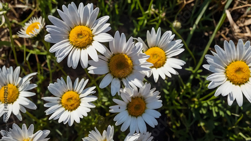 Leucanthemum vulgare  the ox-eye daisy  or oxeye daisy is widely cultivated and available as a perennial flowering ornamental plant for gardens and designed meadow landscapes 