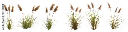 3D illustration of isolated reeds on white or transparent background
