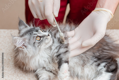 Fotografie A veterinarian checks a purebred kitten's leg reflexes with a medical hammer in an animal hospital