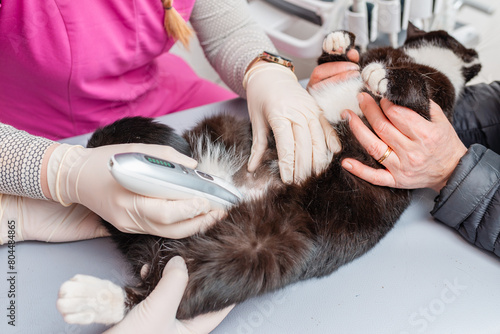A veterinarian shaves a cat's belly hair before an ultrasound scan at a veterinary clinic.