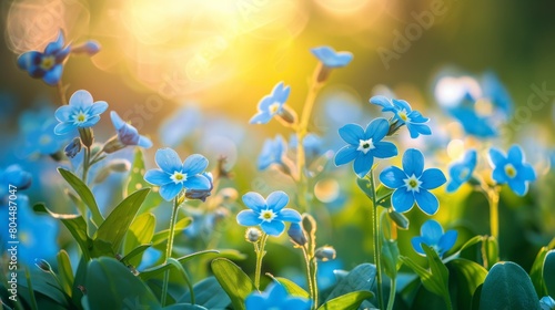 spring blooming meadow, forget-me-not flowers bloom in a sunlit meadow, creating a stunning panoramic spring scene photo
